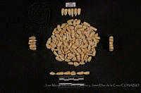 JMHCyJDDLC0965 Zea mays ssp. mays.JPG