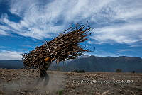 CRBCH 001 Zea mays.jpg