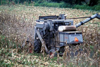 FGM0011 Zea mays.JPG