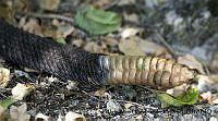 AAKVDH 0559 Crotalus basiliscus.JPG