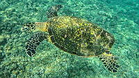 CCR 004 Eretmochelys imbricata.jpg