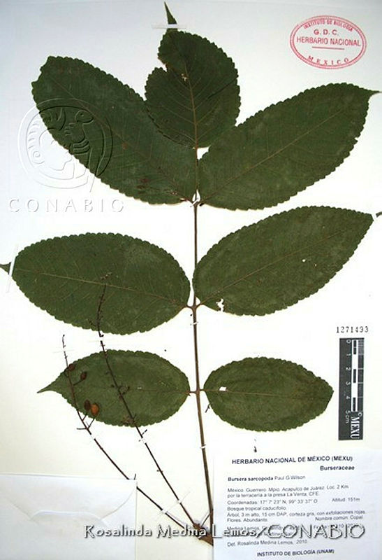 RMLHE007 39%20Bursera%20sarcopoda.jpg.rifZ5bj1MR3r73dhQA3g0JtbmFja29CbnFuZ3NAbXJ6LGtwZwA.PqEMvMMY3b
