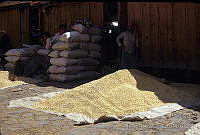 DK0945 Zea mays.jpg