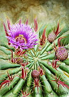 AR0003 Ferocactus latispinus.jpg