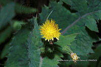 Huitz 1363 Sonchus oleraceus.jpg