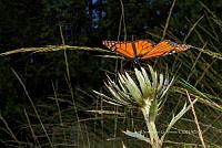IDG1827 Danaus plexippus.jpg