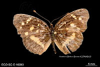 ME006 Entomo SCLC 0187 Anthanassa drusilla lelex.jpg