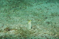 IDG1687 Opistognathus aurifrons.jpg
