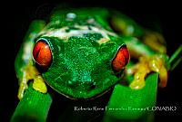 RRFR001 Agalychnis callidryas.jpg