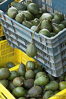 ARS00622 Persea americana.jpg