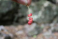 HNAA029 Morus celtidifolia.jpg