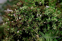 IMDOC Hong 0150 Nicotiana.jpg