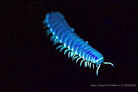 MASM07740 Myriapoda.jpg