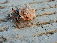 MCS IM0085 Coenobita compressus.jpg