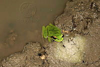 OJL069 Smilisca baudinii.jpg