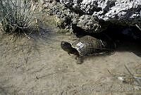 AB0225 Terrapene coahuila.jpg