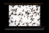 08 Migratorias OK.jpg