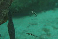 IDG1554 Hemiemblemaria simulus.jpg