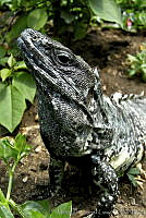 MDL0178 Ctenosaura pectinata.jpg