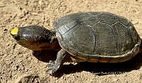 TB 005 Kinosternon vogti.jpg