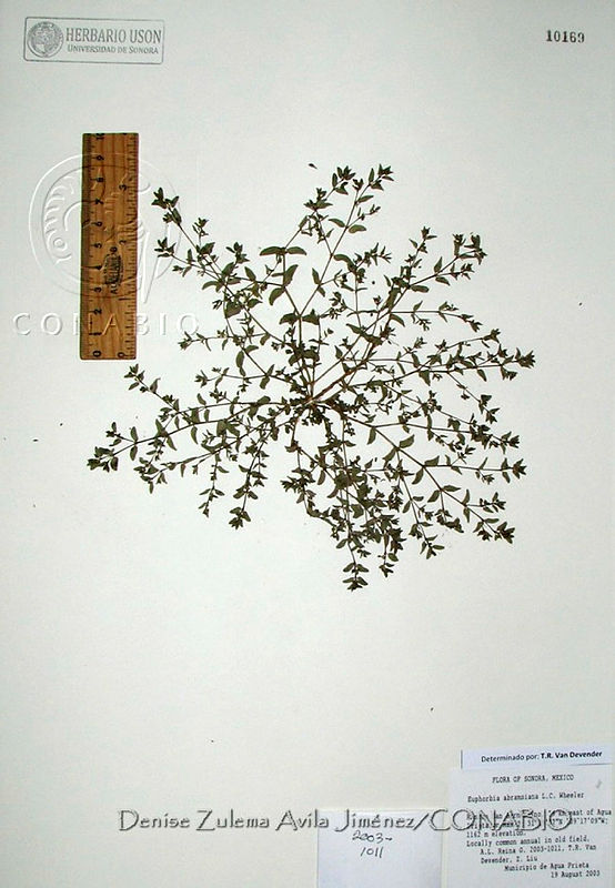 DZAJ2326%20%20Euphorbia%20abramsiana.JPG.rifK3431MZ85yXVhQA3g0JtbmFja29CbnFuZ3NAbXJ6LGtwZwA.FrYSnzcJdi
