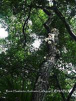 HC014 0055 Oudemansiella canarii.jpg
