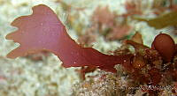 CF004 Halymenia actinophysa.jpg