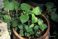 DK2183 Plectranthus amboinicus.jpg