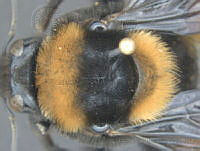 JAMR133 Bombus haueri.jpg