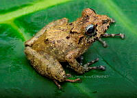VHJA 0022 Craugastor spatulatus.jpg