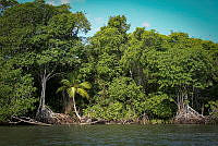 FBA0525 Rhizophora mangle.jpg