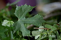 IMDOC3972 Cnidoscolus aconitifolius.jpg