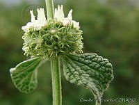 OTV4451 Marrubium vulgare.jpg