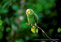 HBB0045 Amazona oratrix.jpg