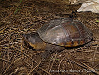 AMA0136 Staurotypus salvini.jpg
