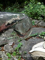 BGG024 Vaejovis sp..JPG