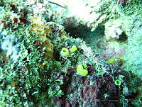 VDLCF0158 Aka coralliphaga.jpg