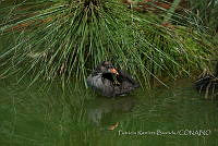 PRB0250 Gallinula galeata.jpg