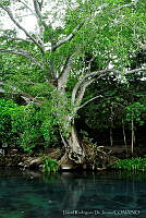 DRDJ001 San Blas, Nayarit.jpg