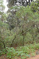VWS&YRA0015 Baccharis conferta.jpg
