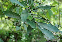 VWS&YRA0177 Quercus peduncularis.jpg