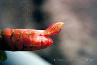 FGM0559 Heliconia sp..JPG