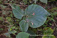RRR0069 Arisaema macrospathum.jpg