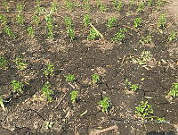 SG002 0041 Capsicum annuum.jpg