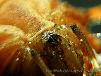 LASL0108 Opiliones.jpg
