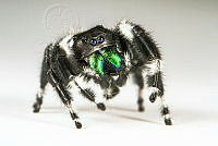 MASM08121 Phidippus audax.jpg