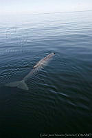 CNS0849 Physeter macrocephalus.jpg