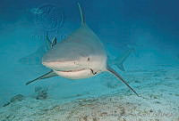 CNS1260 Carcharhinus leucas.jpg