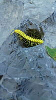 JEFP01 Polydesmida.jpg