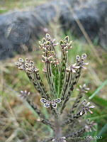 LC001 Kalanchoe delagoensis.jpg